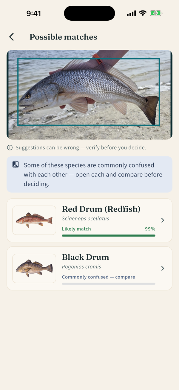 Possible matches for a photographed fish: Red Drum as a 99% likely match, with Black Drum flagged as commonly confused