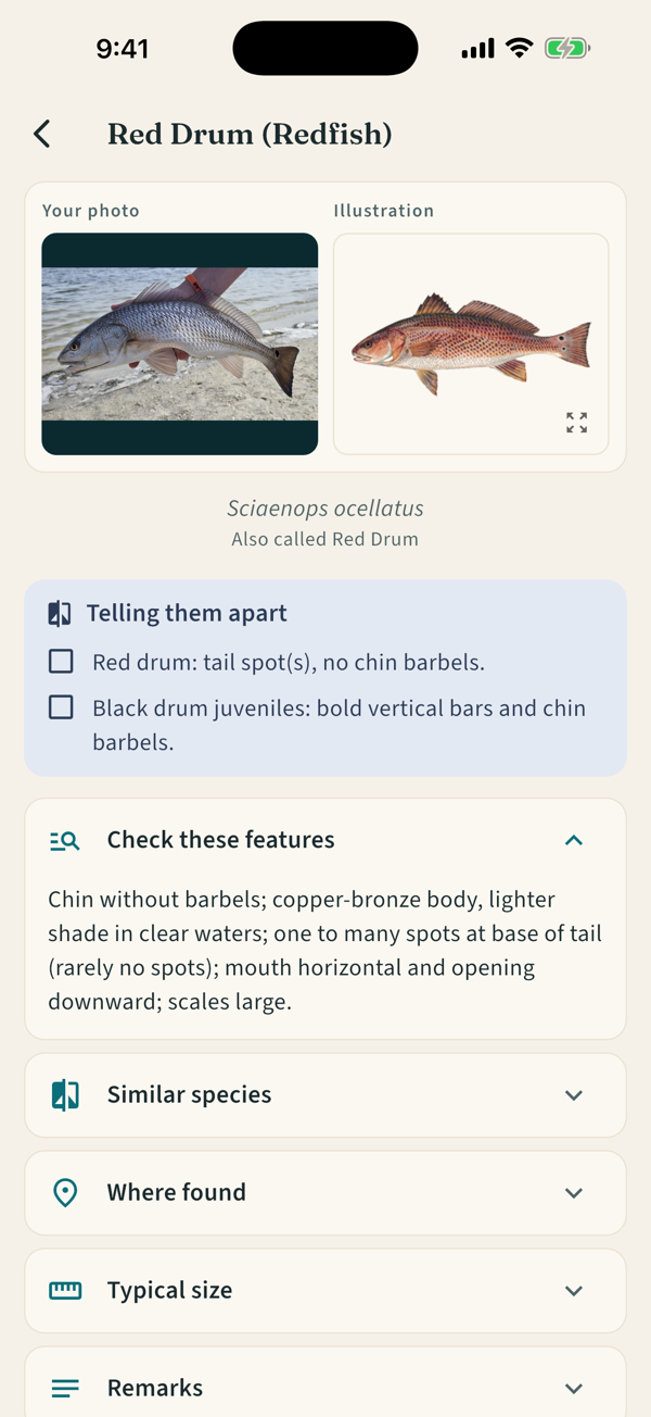 Your photo next to a Red Drum illustration, with a Telling them apart checklist: tail spots and no chin barbels versus a black drum's bars and barbels